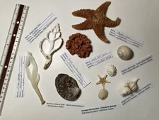 Alaska Sea Shell Collection. Lot 12. Rare and Unique. Collected in Southeast Ak