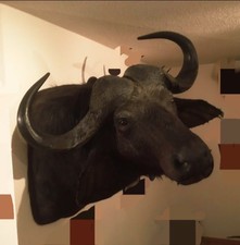 Kaffernbüffel Afrika Jagd Trophäe Taxidermy Jagdtrophäe Wasserbüffel Büffelkopf