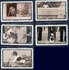 Gian - Serie Thematik " Al Mein Hund Fehlt Solo La Wort " 5 Kartenleser Neu