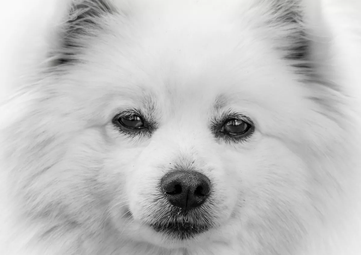 White eskimo best sale spitz
