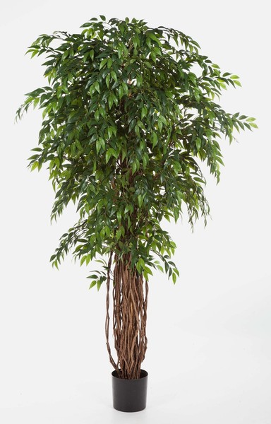Artplants KüNstlicher Ficus Alirio, Lianenstamm, 1910 BläTter, GrüN, 150Cm-image
