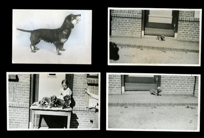 DACHSHUND WIRE HAIRED Teckel Vintage 1950s Black & White Real Photos x 4 - Named