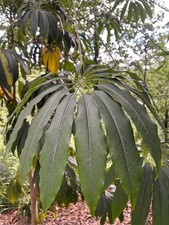 Schefflera taiwaniana. Fantastic foliage plant supplied as a plug plant.