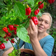 Superhot Chilli Plug Plants – Reaper, Scorpion & Bhut Jolokia, UK Grown