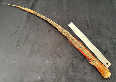 Golden Pheasant tail  feathers