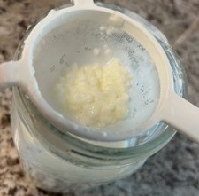 Kefir Grains-live active grains-made from fresh pasteurized milk cow or goat 