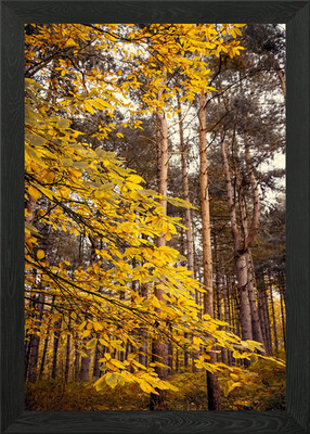 Kiefernwald im Herbst gerahmtes Wandbild Poster Leinwanddruck Bild