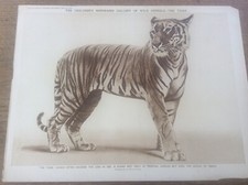 TIGER photo print by Henry Irving 1923 Childrens Newspaper Gallery Wild Animals