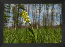 Yellow Orchid in Grassy Field Framed Wall Art Poster Canvas Print Picture