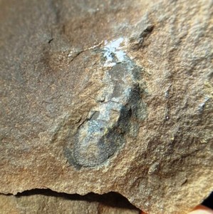 Fossil Chiton - Mazon Creek - both sides nodule - Illinois - Pennsylvanian
