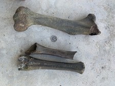 Fossilized Bison Bones