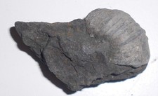 Auster  Hexenkralle Gryphaea Jura , Lias  (Z349)  Schau mal durch !