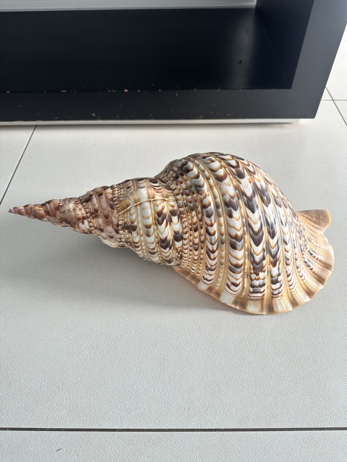 Giant Triton's trumpet Beach Shell Charonia Stunning Seashell 41cm 16 ...