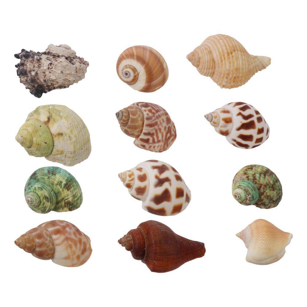 Counch Shell Fish 30PCS DIY Decoration of Crab Shell Fish Tank Shell Conch Fish Tank | eBay