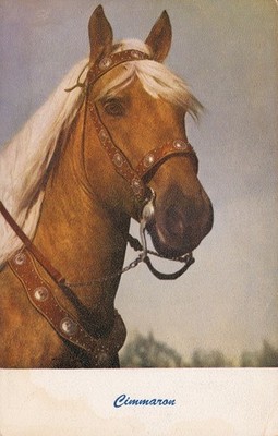 Vintage 1970 Palomino Horse ''Cimmaron'' Postcard Standard Arts Berkeley CA