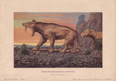 1902 SMILODON Druck - Paläoart - Kunst - Säbelzahntiger - 10,5 x 7,5 cm