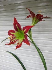 Hippeastrum yungacensis 'KIARA', Schößling/1 bulb(d~2,5cm.), Einziege