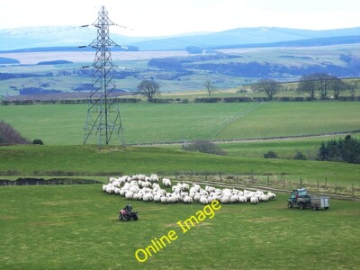 Photo 6x4 Look, no dogs! Newton/NT5017 Two quads rounding up the sheep   c2014