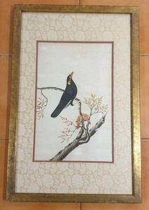 A Fine Quality Qing Dynasty Painting on Pith Paper Of A Minah Bird On A Branch.