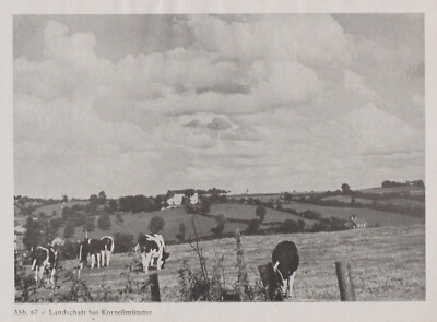 2 photos, Kornelimünster, landscape, cows, pasture + historic town houses, 1943