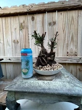 AWESOME! Fantastic Buddhist Pine - Podocarpus Macrophyllus, 20 Year, GREAT TRUNK