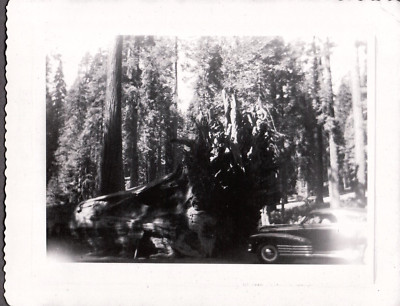 VINTAGE PHOTOGRAPH CAR HUGE SEQUOIA TREE YOSEMITE NATIONAL PARK CALIFORNIA PHOTO