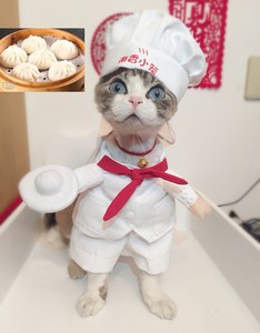 dog chef costume