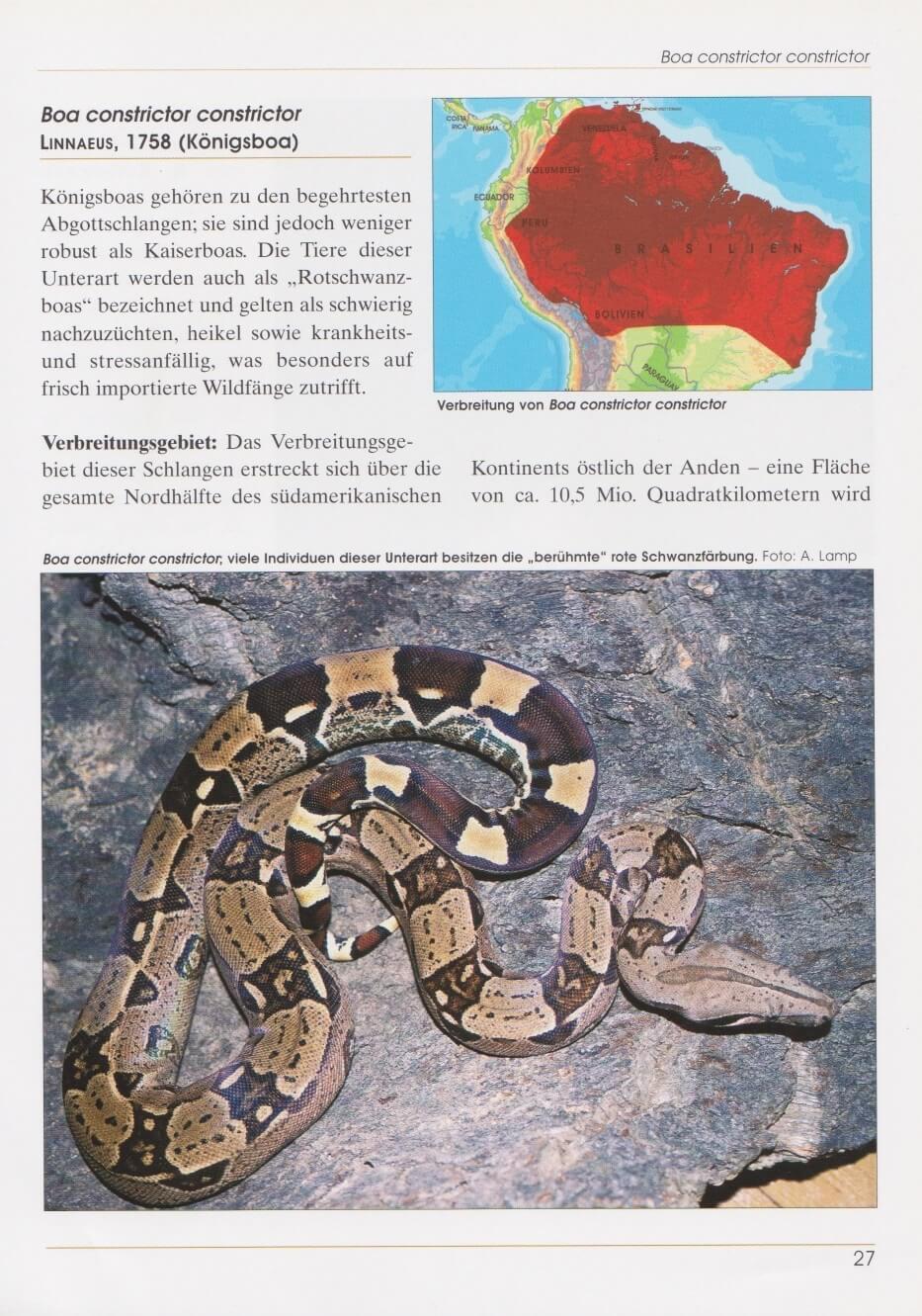 Thumbnail - Boa Constrictor Stefan Binder