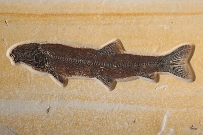 Fossil Fish Notogoneus 20'' Gorgeous Color Green River Formation Wyoming COA 3154