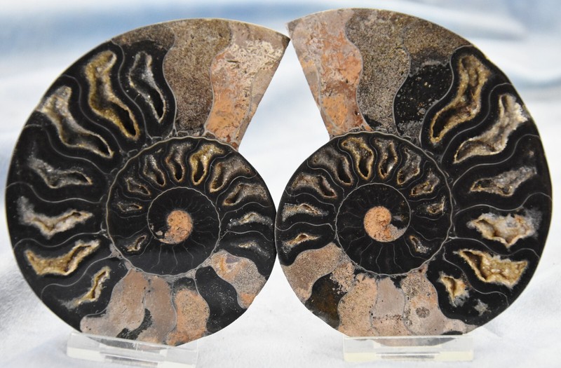 Large Black Ammonite Pair Crystal 106mm 110myo Dinosaur age FOSSIL 4.2" n2336rr