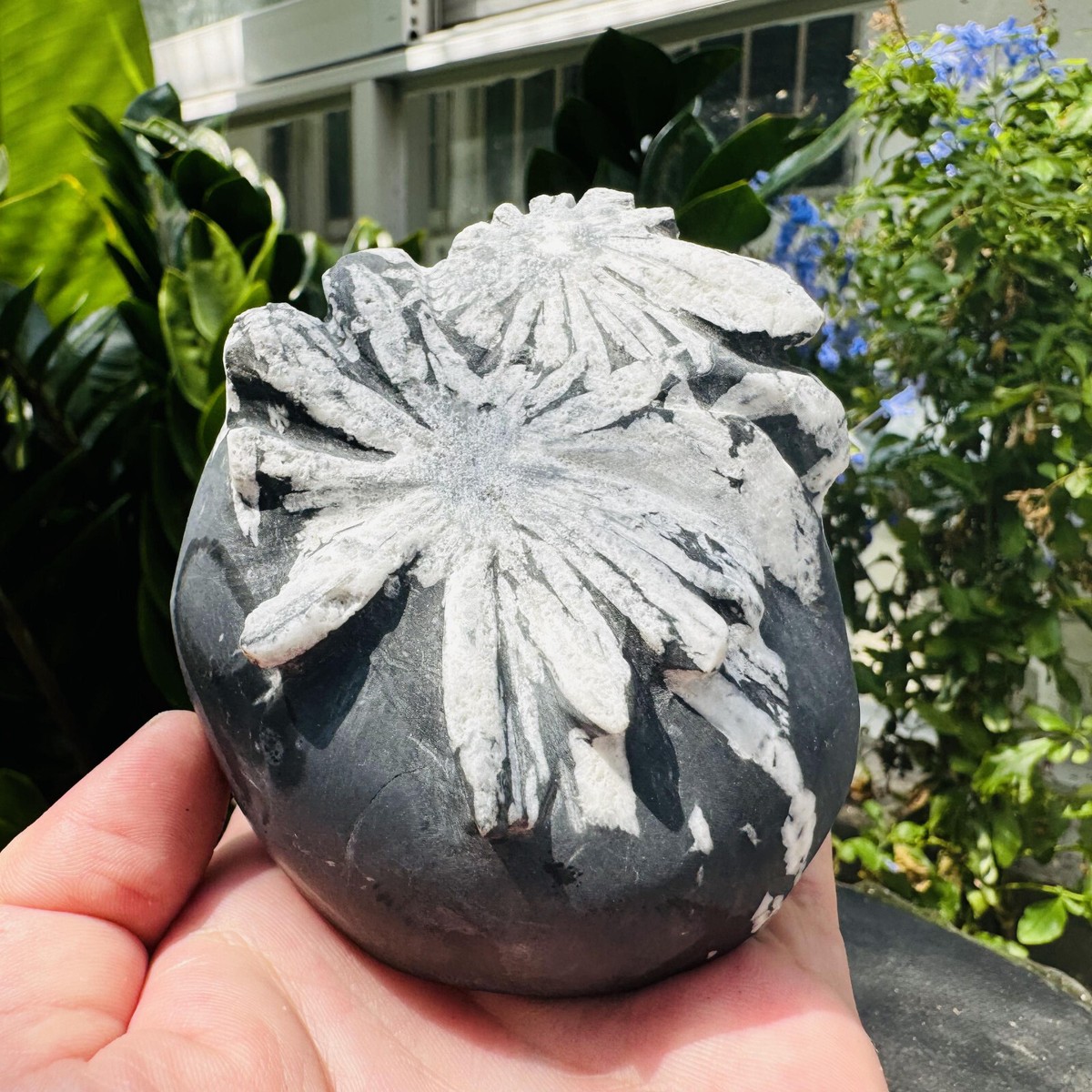 570g Natural chrysanthemum stone quartz carving aura healing gift