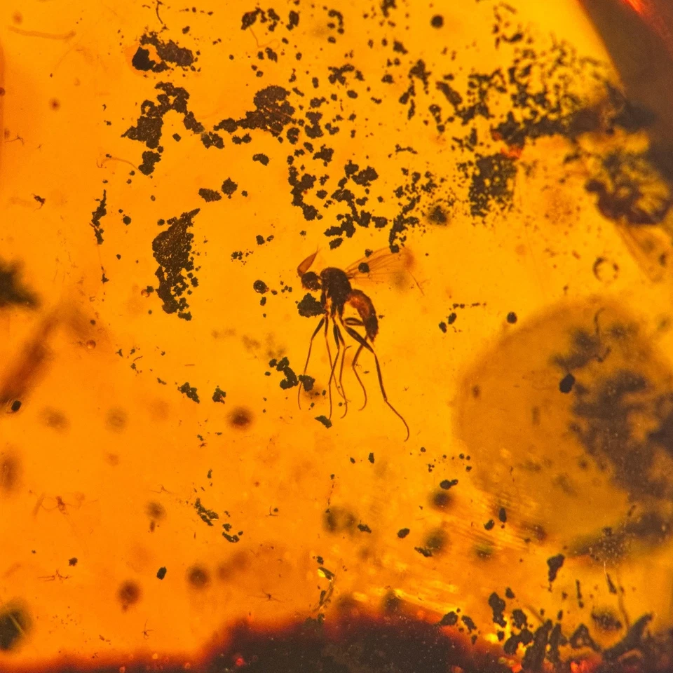 NEUROPTERA in Burmese / Burmite amber fossil / 100% genuine amber - Image 3 of 4