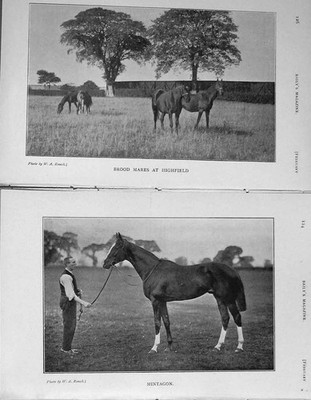 Original alter antiker Druck 1907 Brutstuten Pferde Highfield Mintagon Sport