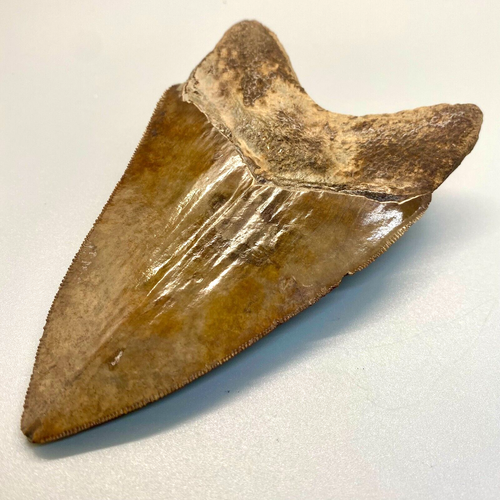 Bunte ausgezeichnete Qualität gezahnt 4,82" fossil MEGALODON Haifischzahn - USA - Bild 6 von 7