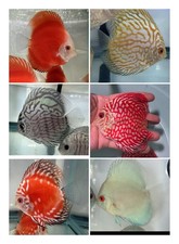 Pack Of 6 Discus 4  Live Fish Aquarium Overnight Shipping