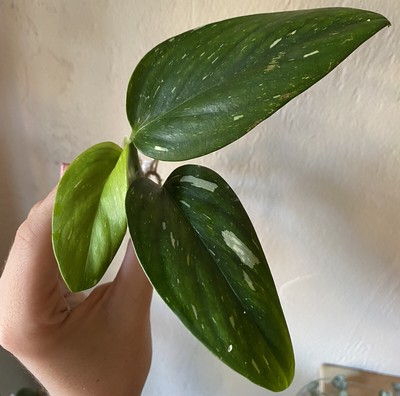 Monstera Standleyana Albo Variegata- Rare Aroid- Not ...