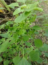 Acalypha Indica Leaves 100% Pure Natural Indian Nettle Sri Lanka Herbal