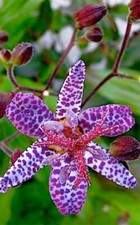 Tricyrtis hirta - Toad Lily - 20 seeds, Hardy Perennial