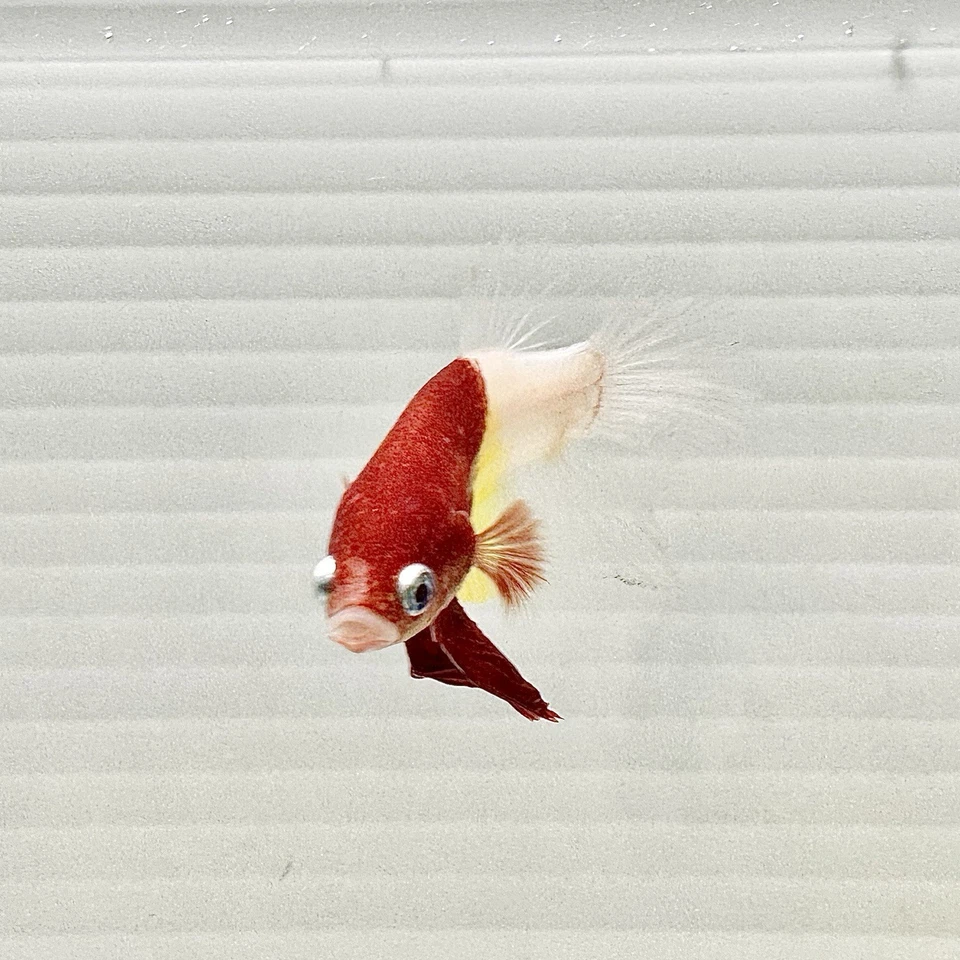 US SELLER(NEW) RARE Male Tancho Kohaku 🇯🇵 HMPlakat Betta Imported frm Thailand - Image 2 of 4