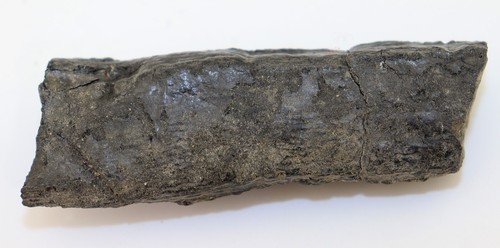 Pflanze, Calamites cisti, Karbon, Westphal, Zeche Minister Stein Dortmund,D-i951 - Picture 5 of 7