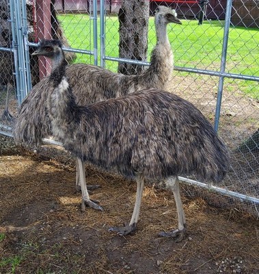 FRESH FERTILE EMU EGG FROM UNRELATED PAIR-VERY GOOD CHANCE FOR A BLONDE