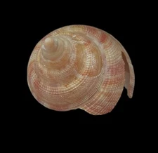 Seashell  Perotrochus hirasei 47.3mm