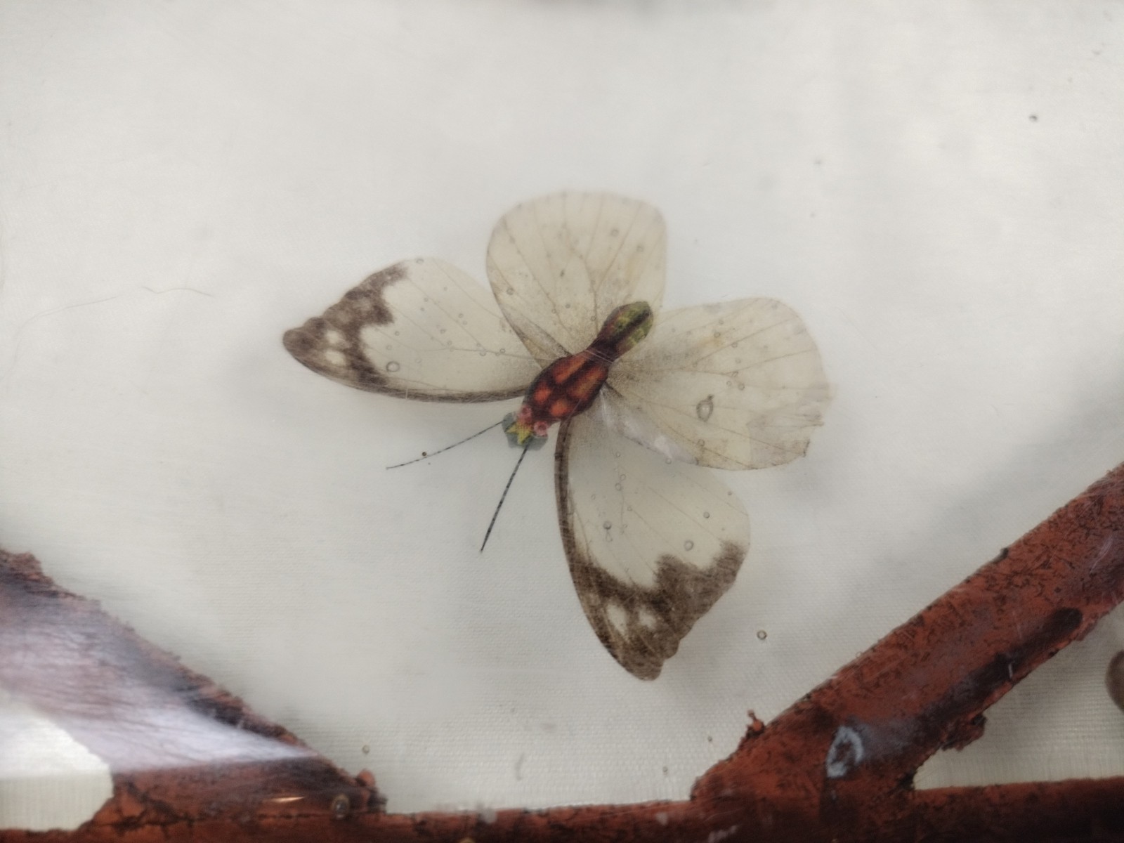 Vintage Butterfly Large Lucite Acrylic Dried Seeds Footed Trivet 11.5”x7"