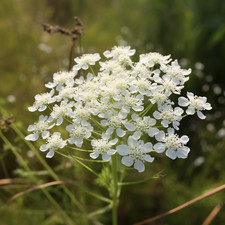100 Caraway Seeds - 100 Heirloom - Non-GMO - Open Pollinating