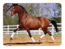 Beautiful Andalusian Dressage Stallion -- Single Linen Modern Wide Swap P/Card