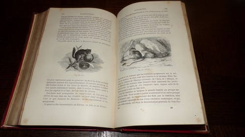 LES MAMMIFERES - Louis Figuier 1873 - Zoologie - Picture 10 of 12