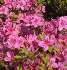 Japanische Azalee Rosalind 15-20cm - Rhododendron obtusum - Zwerg Alpenrose