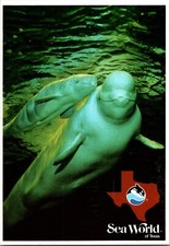 Beluga Whale Seaworld San Antonio Texas Continental Postcard CA3