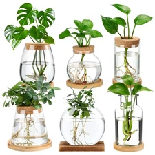 Honeydak 6 Pcs Plants Propagation Stations Planter Terrariums with Wooden Lid...
