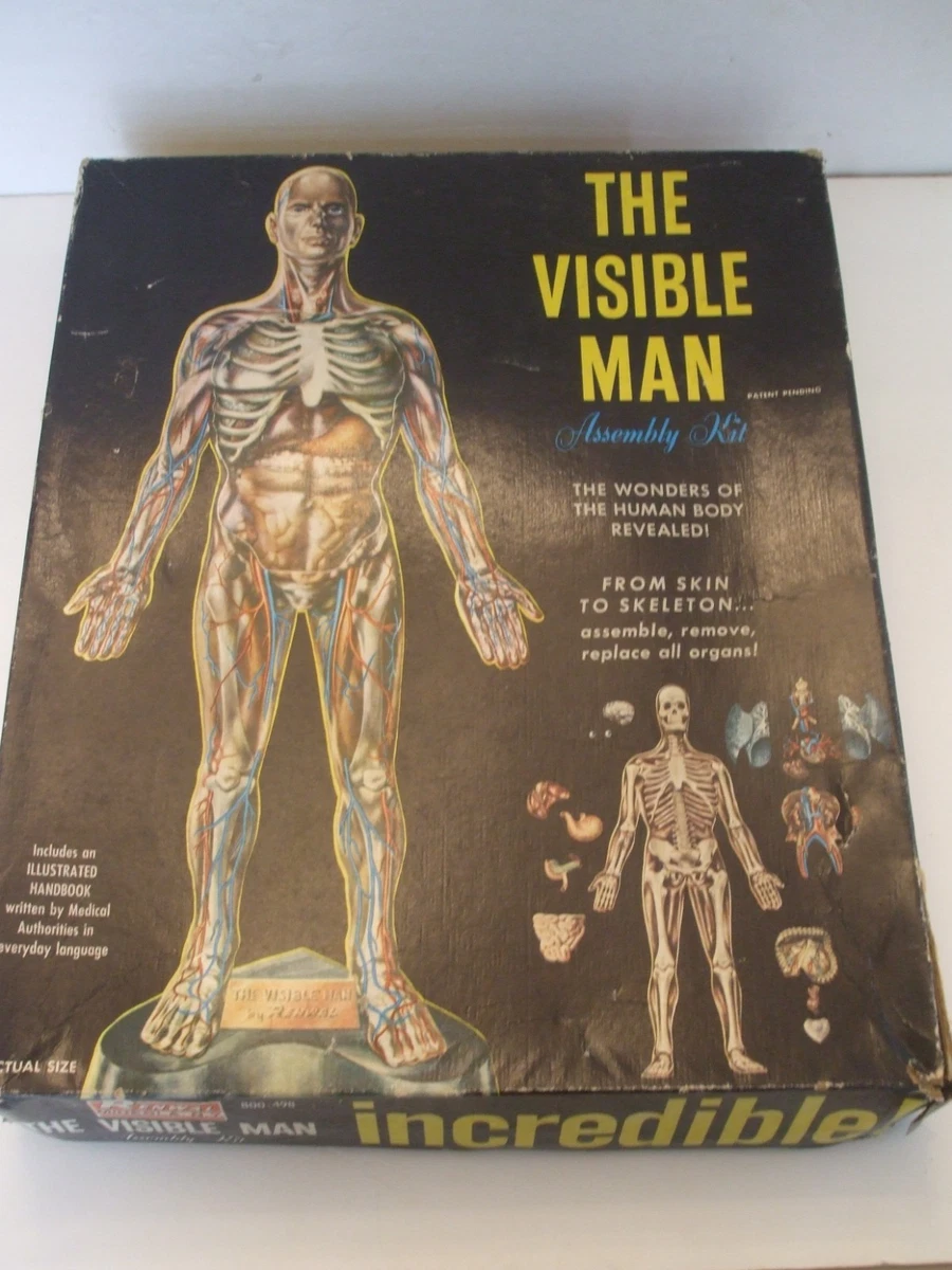 visible man products for sale | eBay